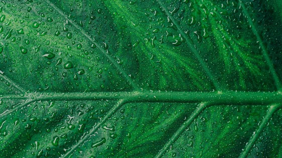 Phytotherapie – Die sanfte Heilkraft der Pflanzen